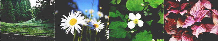 Nature Story 상세 3